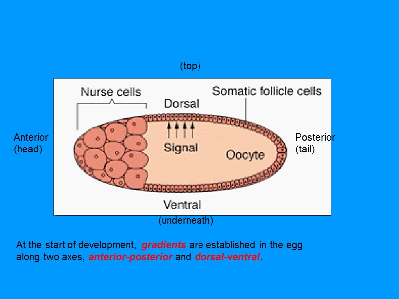 At the start of development, gradients are established in the egg along two At the start of development, gradients are established in the egg along two
